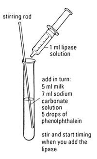Investigating effect of temperature on the activity of lipase.
